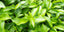 Abbildung von Green Tea